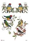 Пленка с изображением для трансфера и вживления ProArt, 21х29,7см, Цветы и птицы