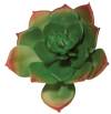 Декоративные цветы суккулент Эхеверия зелёный 3,5х8,5см
