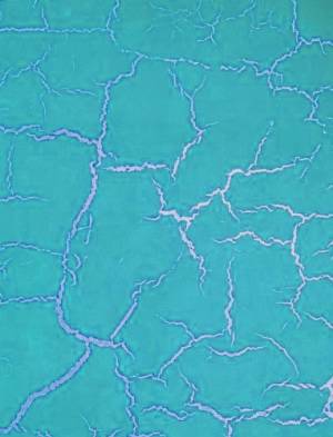      Spider Crackle, 70,  