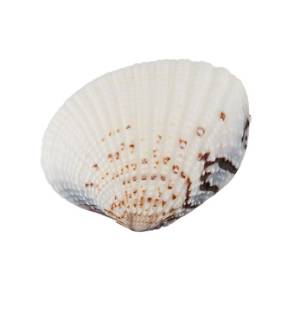   Venus Clam, 20