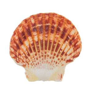   Pecten Lentigious, 5