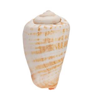   Strombus Luhuanus, 5