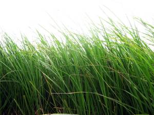  .   (Herbe coupee) - 61337/E 